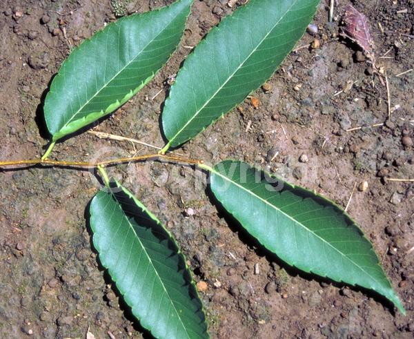 Unknown blooms; Deciduous; Broadleaf