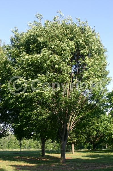 Unknown blooms; Deciduous; Broadleaf