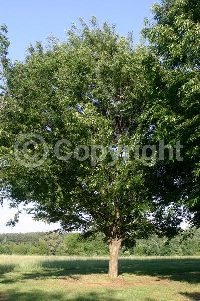Unknown blooms; Deciduous; Broadleaf