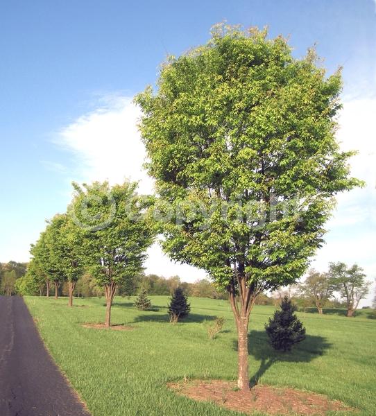 Unknown blooms; Deciduous; Broadleaf