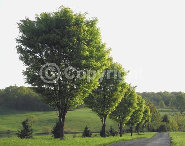 Unknown blooms; Deciduous; Broadleaf