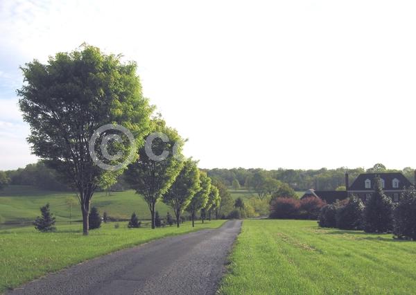 Unknown blooms; Deciduous; Broadleaf