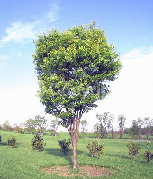 Unknown blooms; Deciduous; Broadleaf