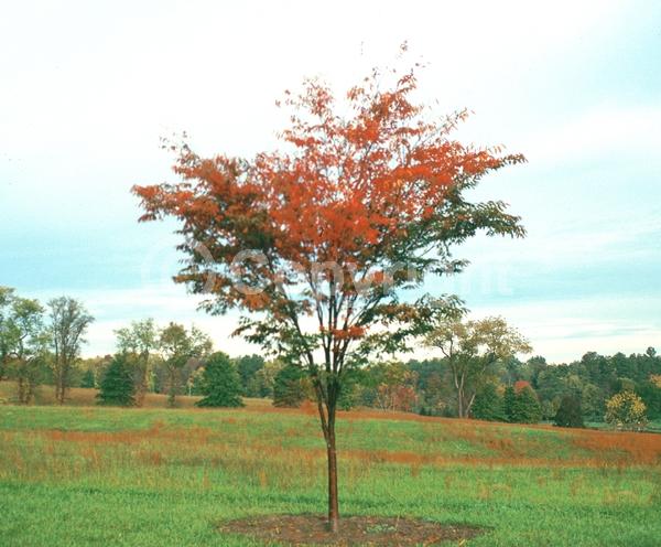 Unknown blooms; Deciduous; Broadleaf