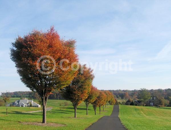Unknown blooms; Deciduous; Broadleaf