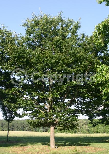 Unknown blooms; Deciduous; Broadleaf