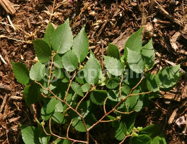 Unknown blooms; Deciduous; Broadleaf