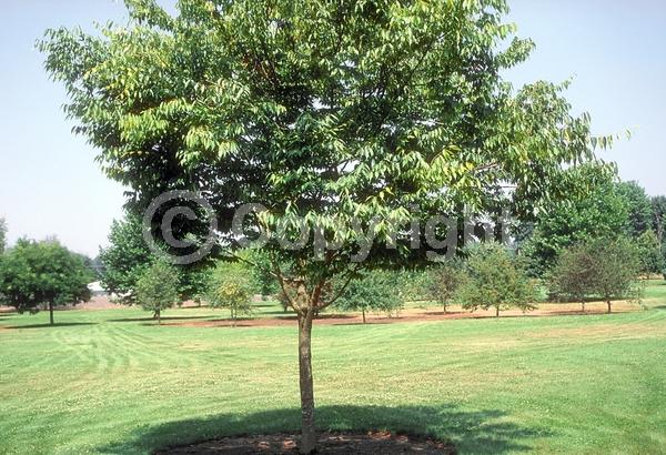 Unknown blooms; Deciduous; Broadleaf
