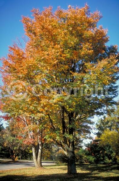 Unknown blooms; Deciduous; Broadleaf