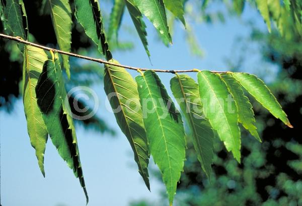 Unknown blooms; Deciduous; Broadleaf