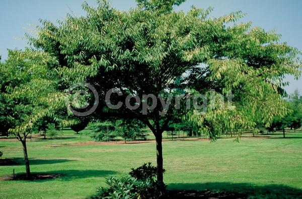 Unknown blooms; Deciduous; Broadleaf