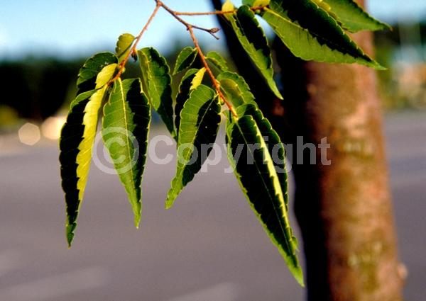Unknown blooms; Deciduous; Broadleaf