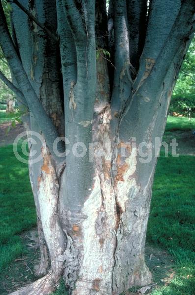 Unknown blooms; Deciduous; Broadleaf