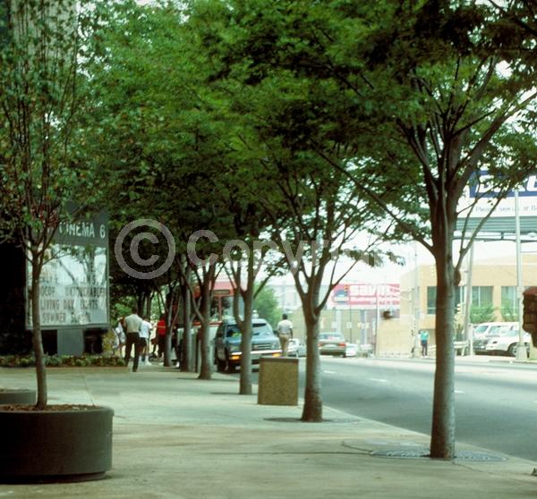 Unknown blooms; Deciduous; Broadleaf