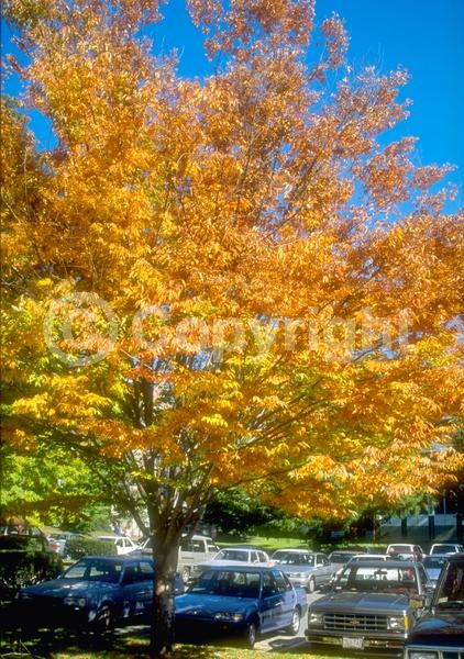 Unknown blooms; Deciduous; Broadleaf