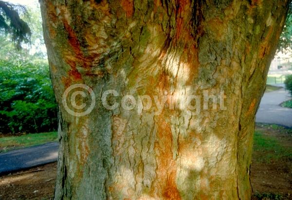 Unknown blooms; Deciduous; Broadleaf