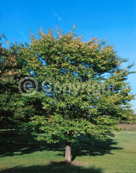 Unknown blooms; Deciduous; Broadleaf