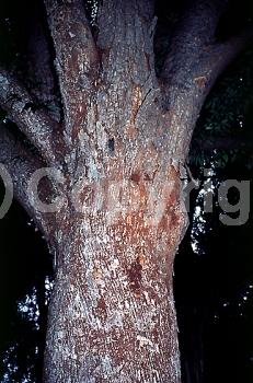 Unknown blooms; Deciduous; Broadleaf
