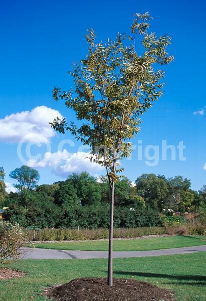 Unknown blooms; Deciduous; Broadleaf