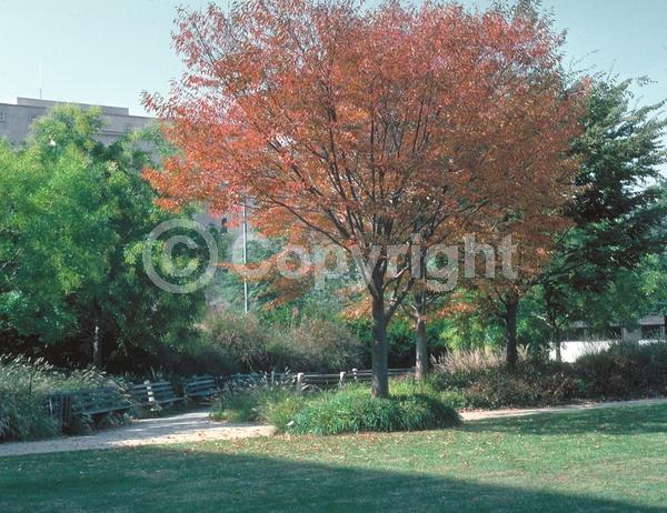 Unknown blooms; Deciduous; Broadleaf