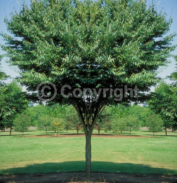 Unknown blooms; Deciduous; Broadleaf