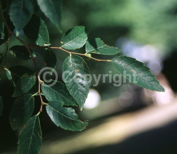 Unknown blooms; Deciduous; Broadleaf