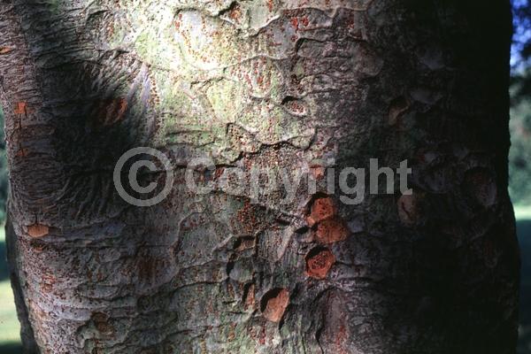 Unknown blooms; Deciduous; Broadleaf