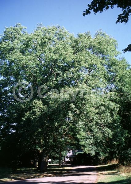 Unknown blooms; Deciduous; Broadleaf