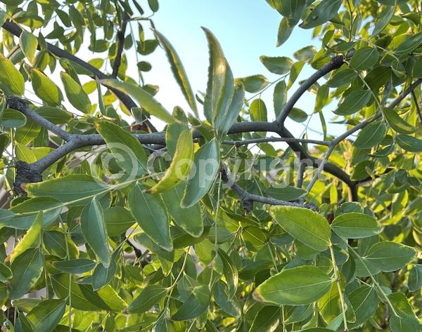 Yellow blooms; Deciduous; Broadleaf