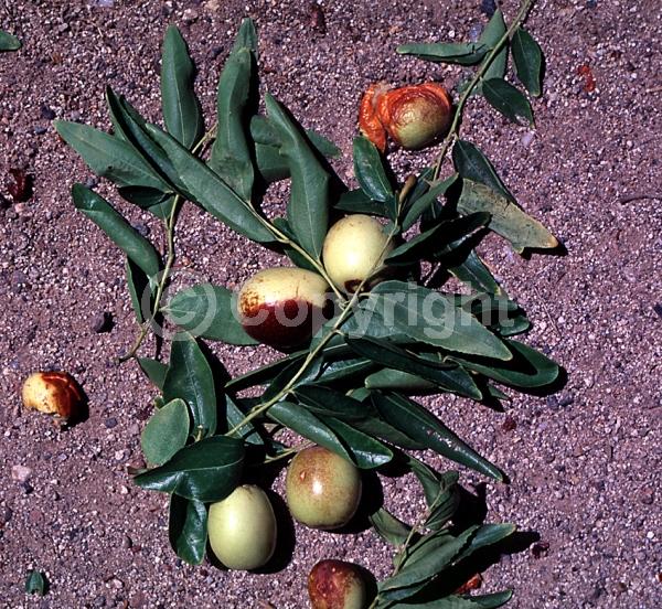 Yellow blooms; Deciduous; Broadleaf