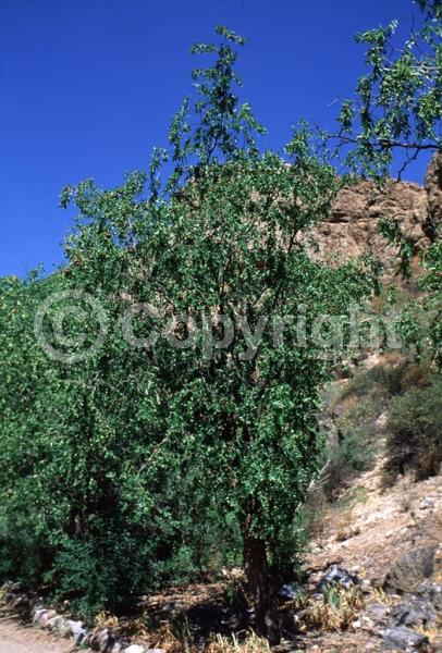 Yellow blooms; Deciduous; Broadleaf