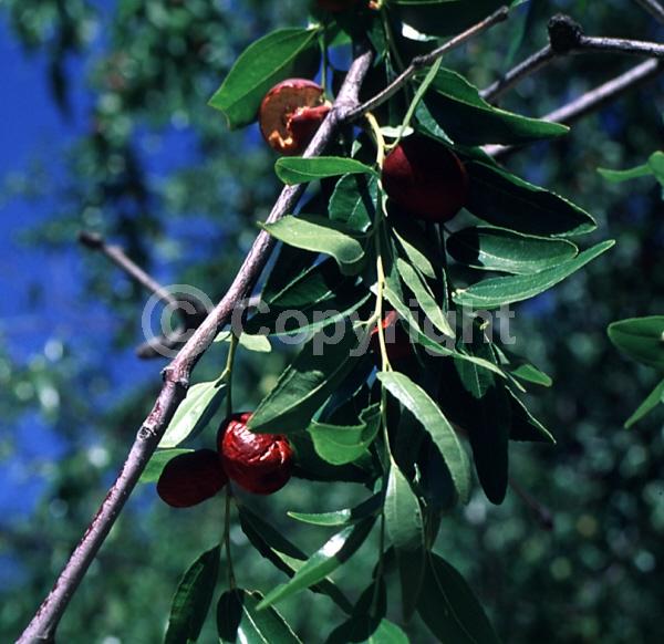 Yellow blooms; Deciduous; Broadleaf