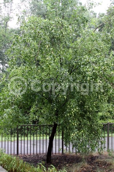 Yellow blooms; Deciduous; Broadleaf