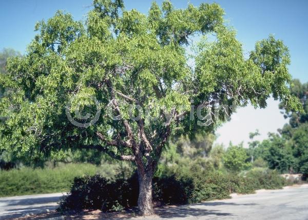 Yellow blooms; Deciduous; Broadleaf