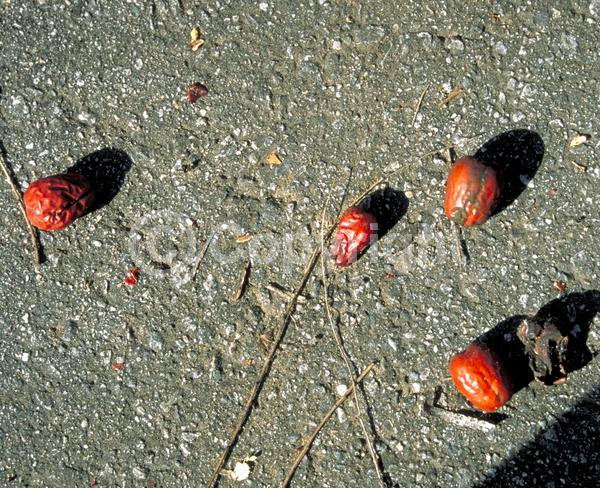 Yellow blooms; Deciduous; Broadleaf