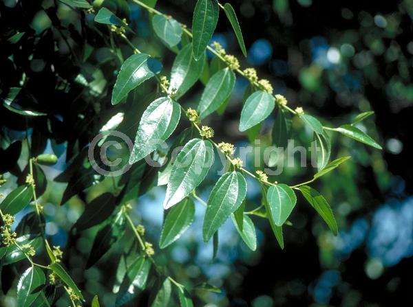 Yellow blooms; Deciduous; Broadleaf