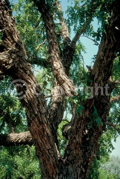 Yellow blooms; Deciduous; Broadleaf