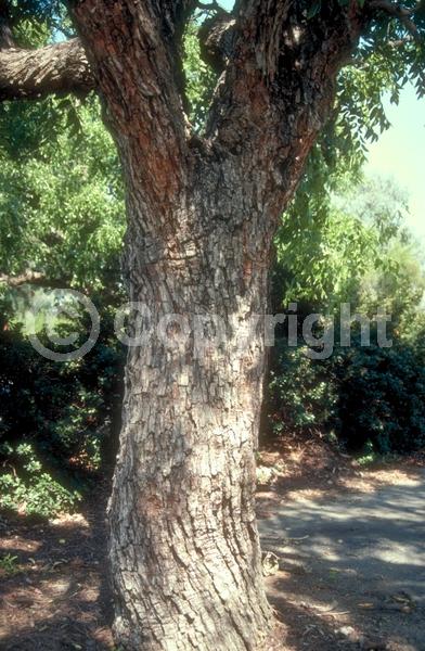 Yellow blooms; Deciduous; Broadleaf