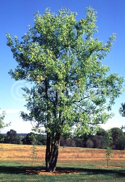 Yellow blooms; Deciduous; Broadleaf