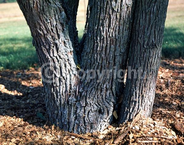 Yellow blooms; Deciduous; Broadleaf