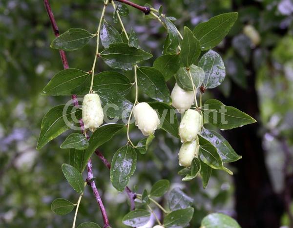 Yellow blooms; Deciduous; Broadleaf