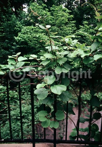 Yellow blooms; White blooms; Deciduous; Broadleaf