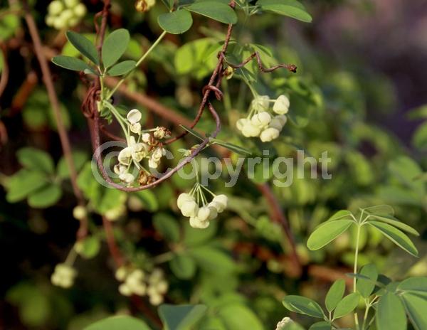 Red blooms; Purple blooms; Semi-evergreen
