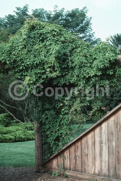 Red blooms; Purple blooms; Semi-evergreen