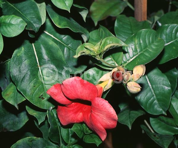 Red blooms; Evergreen; Needles or needle-like leaf