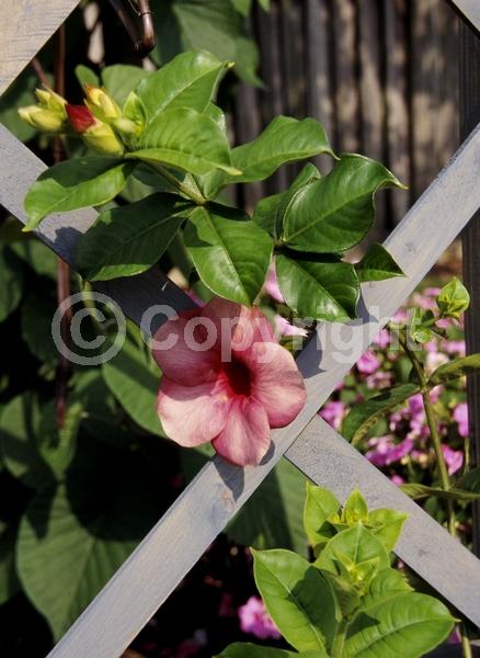 Pink blooms; Evergreen; Broadleaf