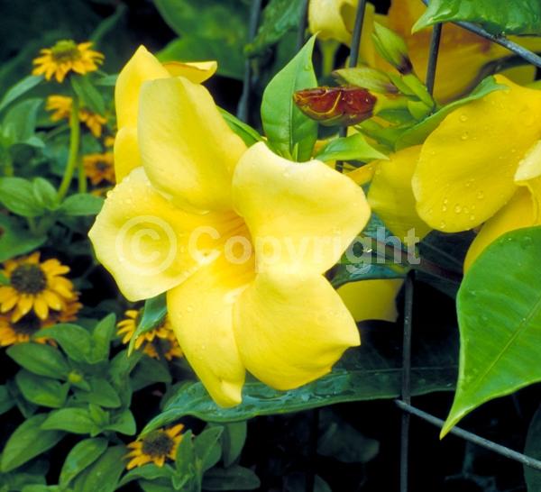 Yellow blooms; Evergreen; Broadleaf