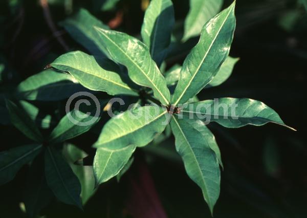 Yellow blooms; Evergreen; Broadleaf