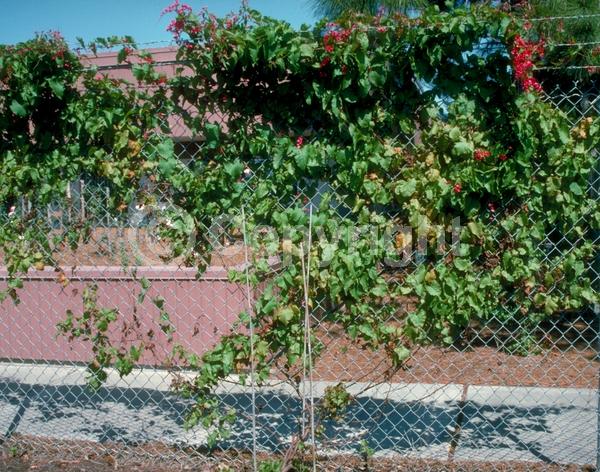 Red blooms; Pink blooms; Evergreen; Deciduous; North American Native