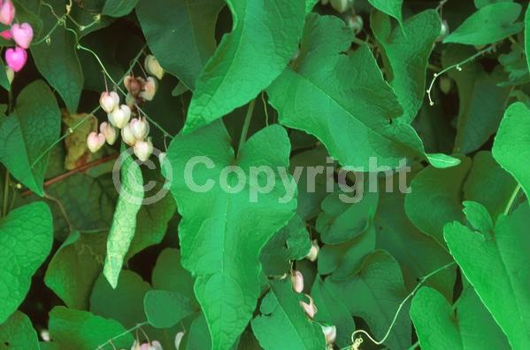 Red blooms; Pink blooms; Evergreen; Deciduous; North American Native